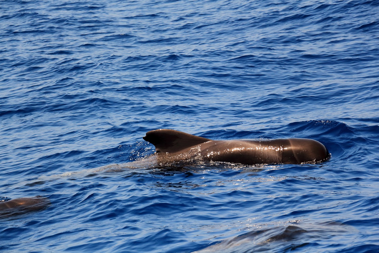 Tenerife whales day